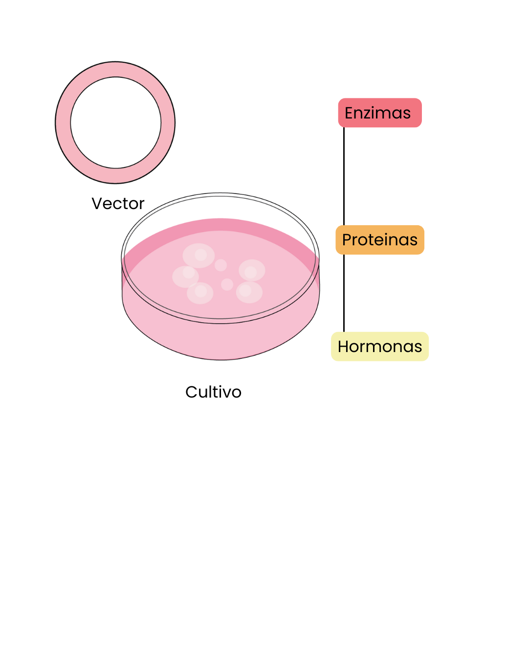 Clonación celular mediante vectores