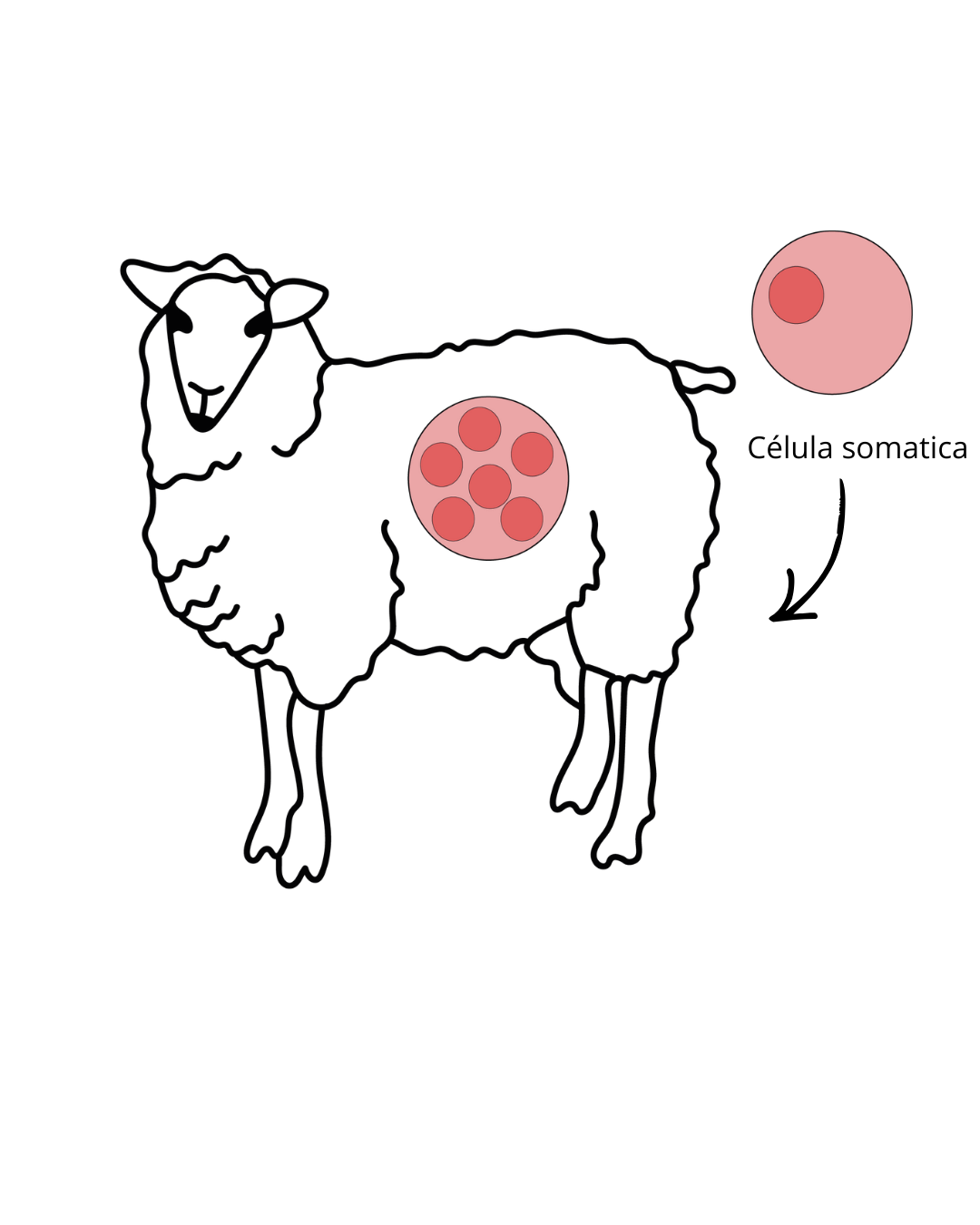 Oveja Dolly, primer mamífero clonado