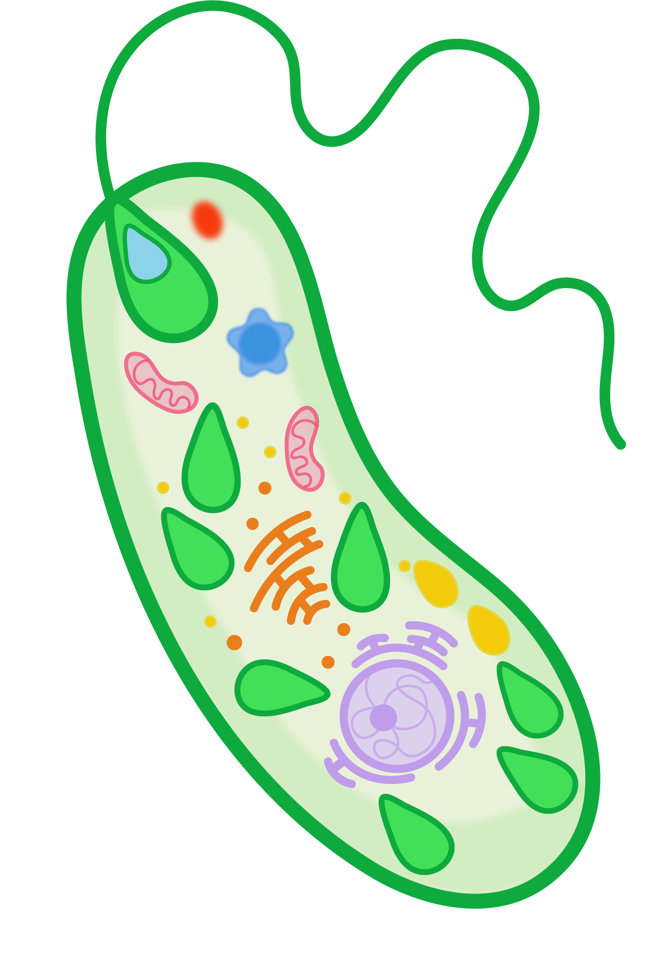 Euglena caricatura