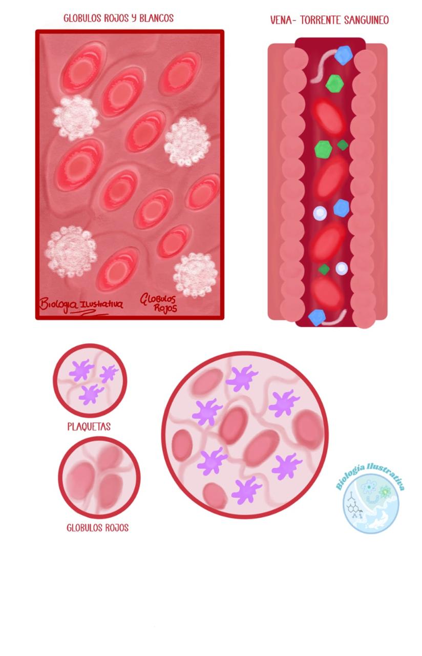 Glóbulos rojos 2024