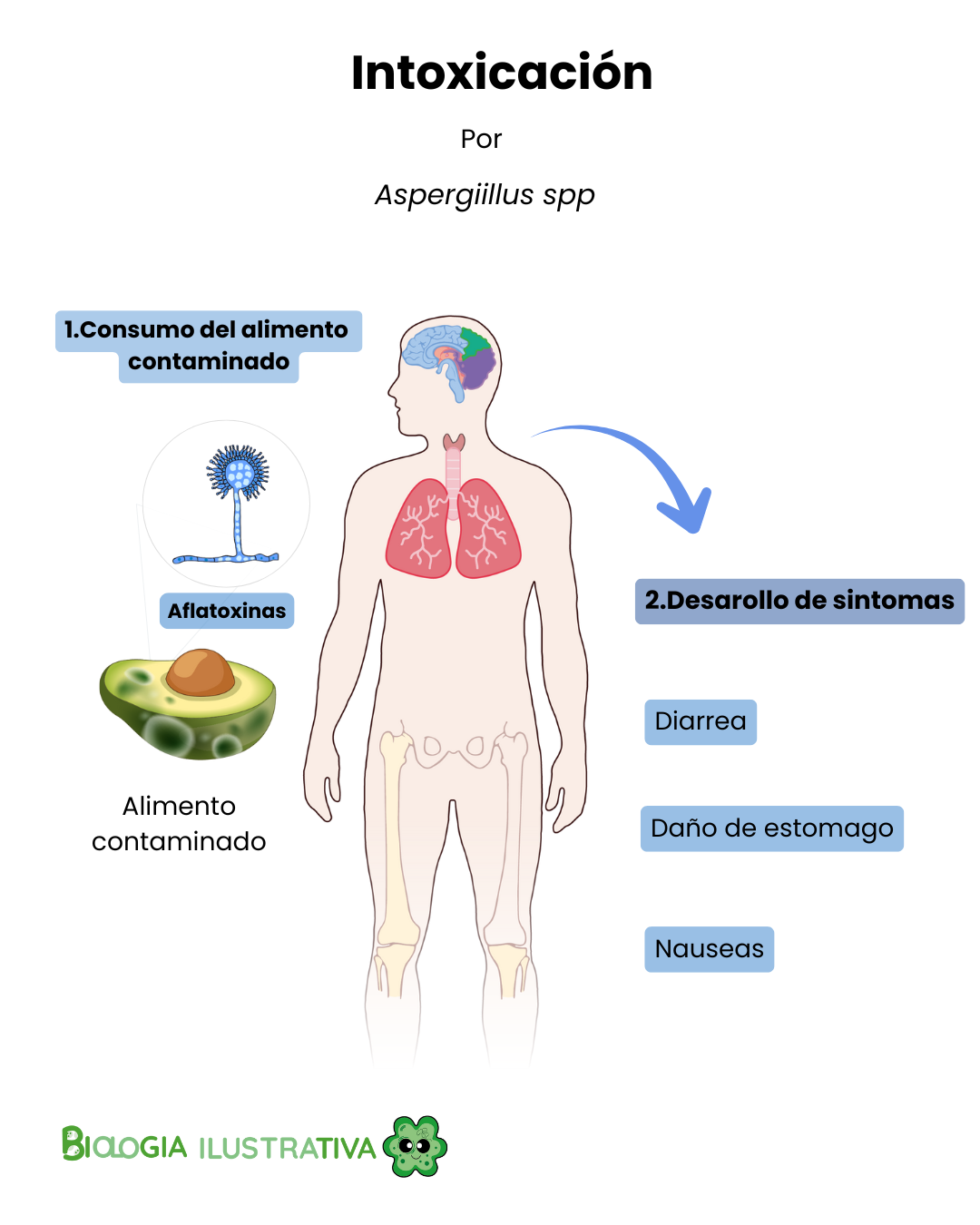 Hongos filamentosos y micotoxinas