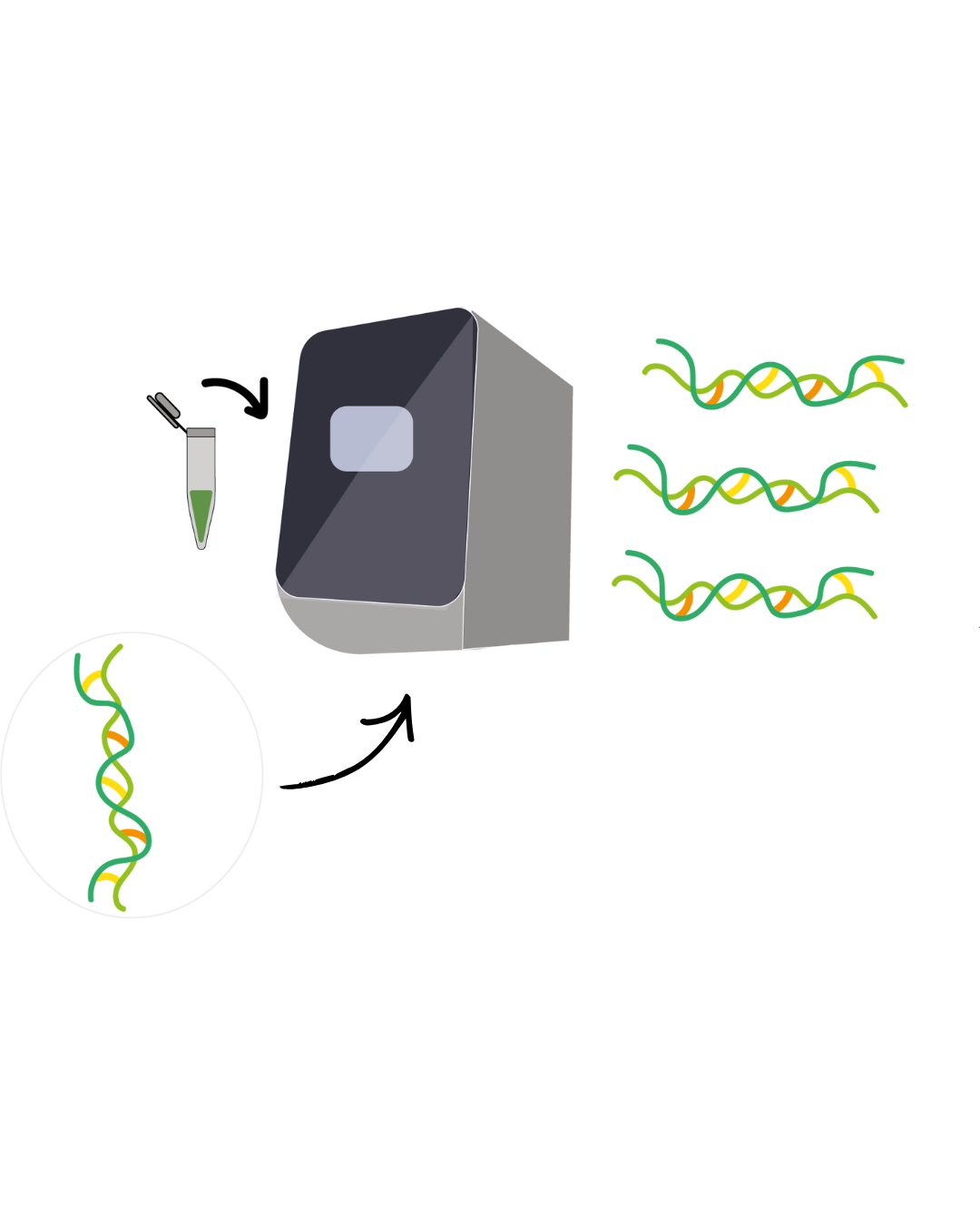 Reacción en cadena de la polimerasa PCR