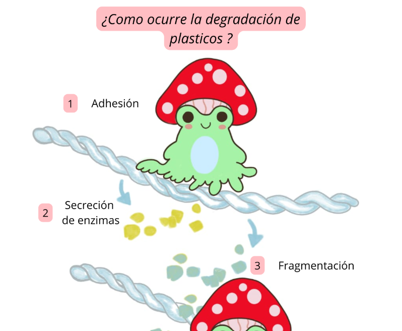 Microorganismos degradadores de plástico
