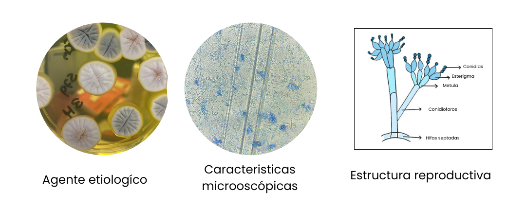 Ilustración de Penicillium spp