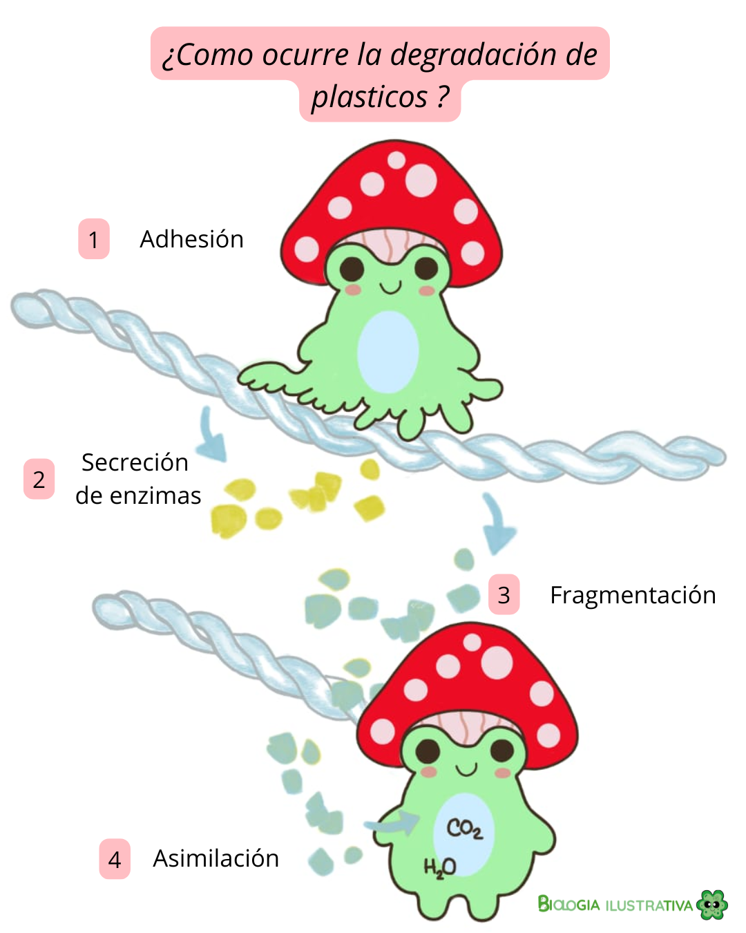 Diagrama de biodegradación de plástico por microorganismos